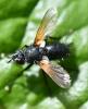 Zophomyia temula